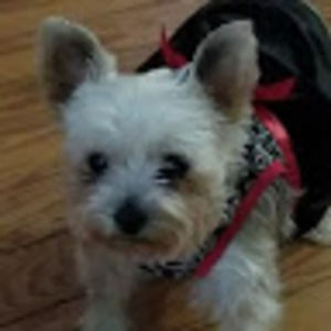 Meet your Posher, Lori